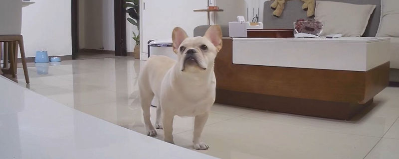 法斗犬为什么不爱叫