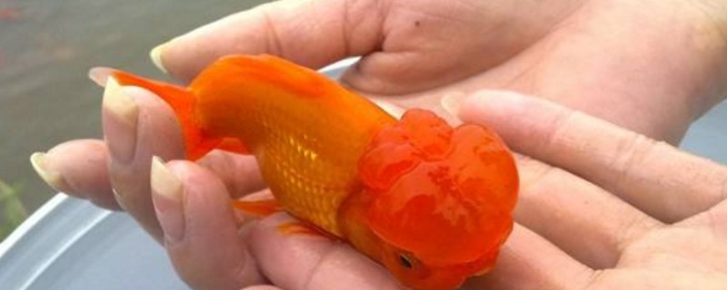 狮子头金鱼烂头能活吗