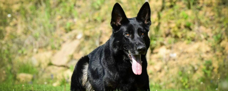 东德牧羊犬发情前兆