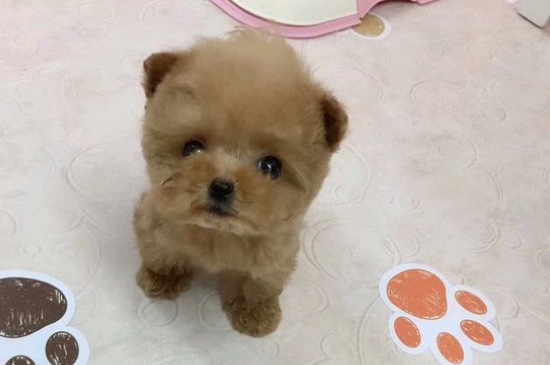 茶杯犬的价格一般是多少一只，幼犬市场售价在8000元