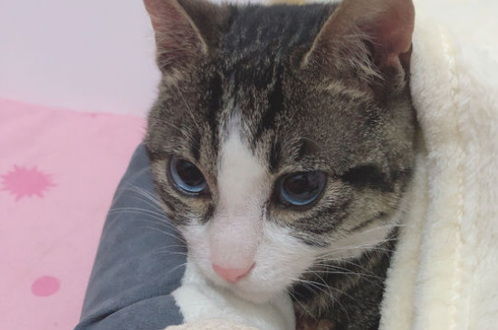 刚刚开始养猫就后悔了，养猫久了容易得四种“病”