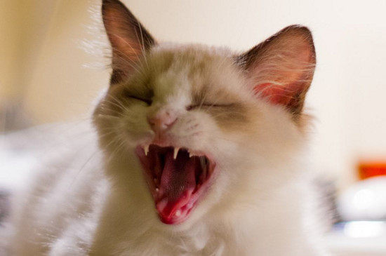 猫腮腺炎症状