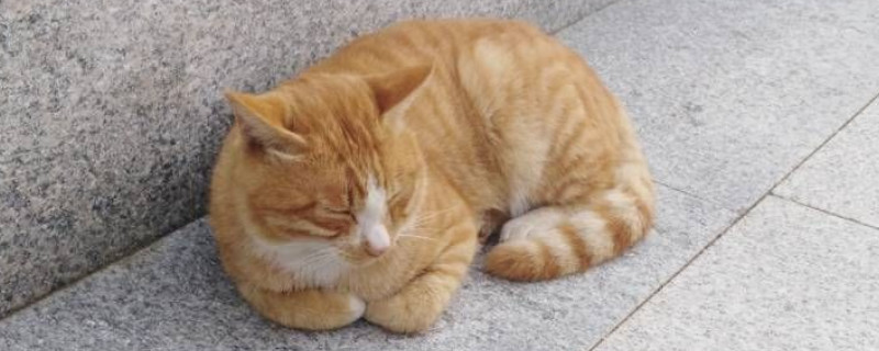 如何防止橘猫发胖