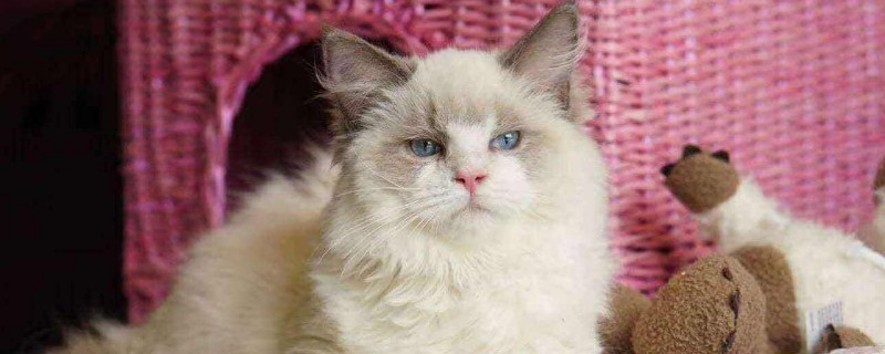 猫大便带肠粘膜