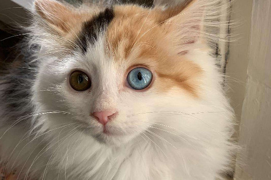 三个月的猫多重