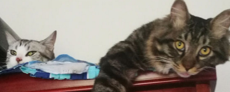 公猫欺负母猫表现
