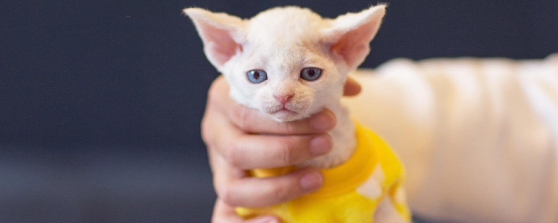 德文卷毛猫为什么贵