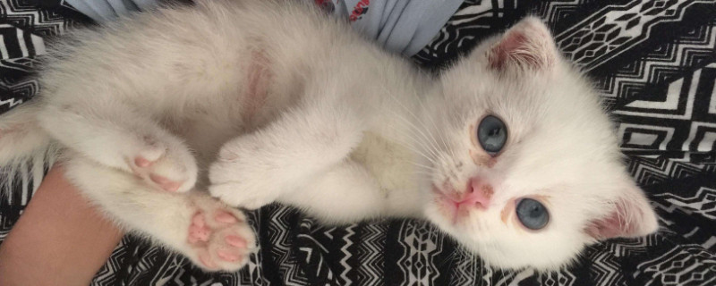 猫咪脸上秃了一块