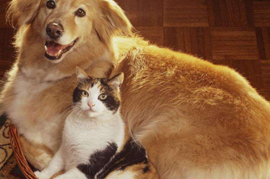 养猫养狗的好处