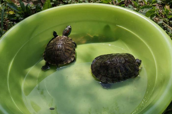 乌龟在鱼缸里会淹死吗