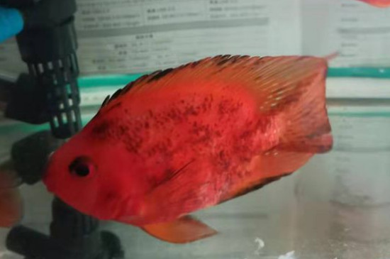 养鹦鹉鱼的窍门