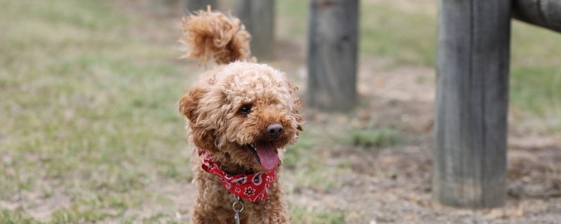 泰迪幼犬拉稀怎么办