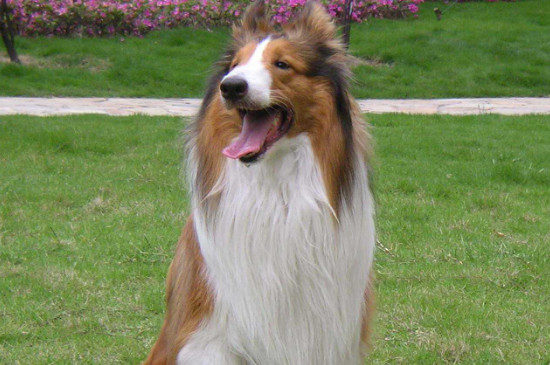 牧羊犬发情几天可以配