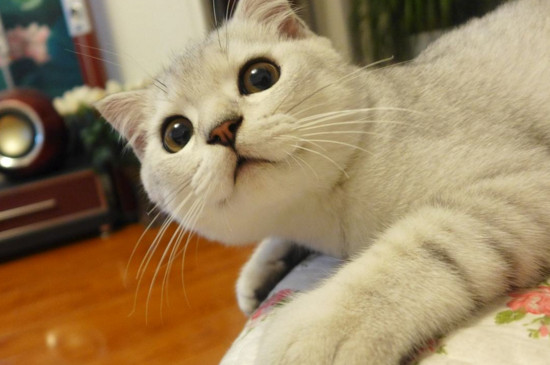 猫脚底毛要剃吗