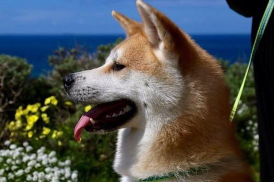 为什么养秋田犬的人少