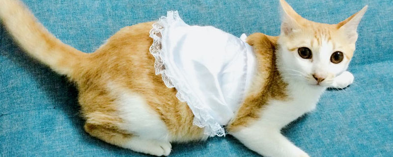 猫穿衣服的危害