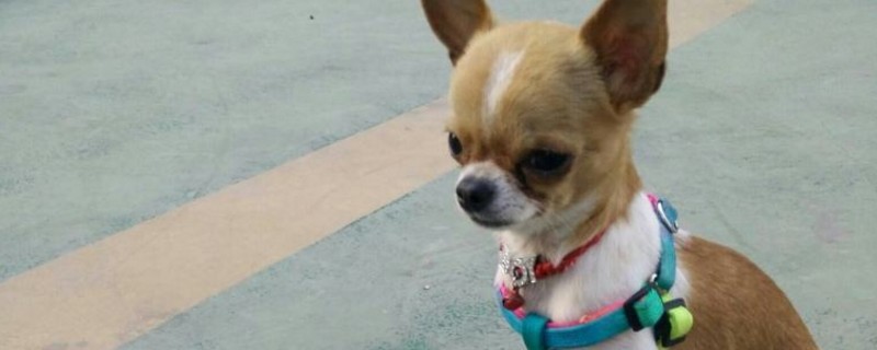 吉娃娃不吃狗粮怎么办