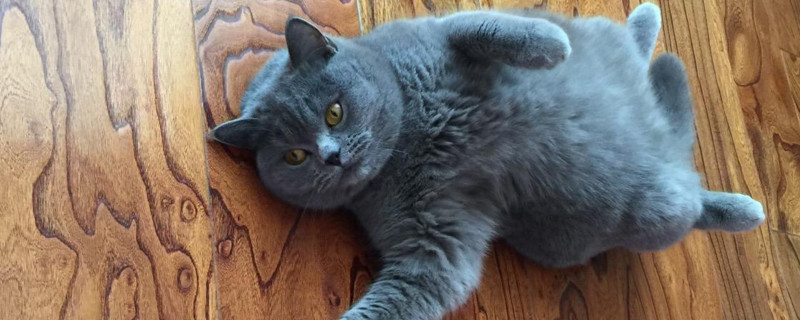 英短蓝猫夏天怎么度过