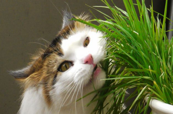 小猫不吃不喝没精神怎么回事