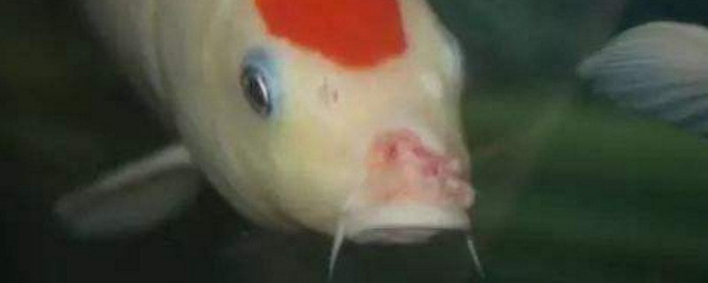 锦鲤嘴上有白色东西