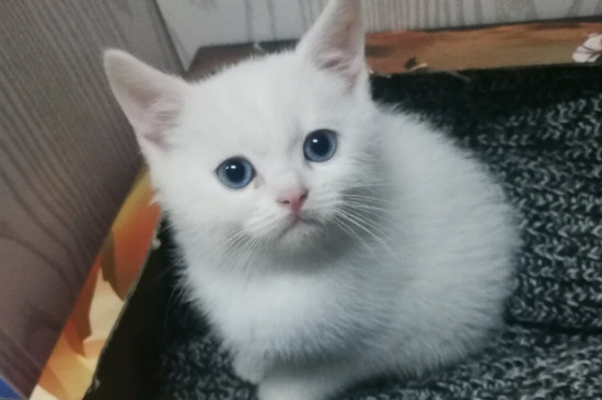 猫咪吃驱虫药注意事项