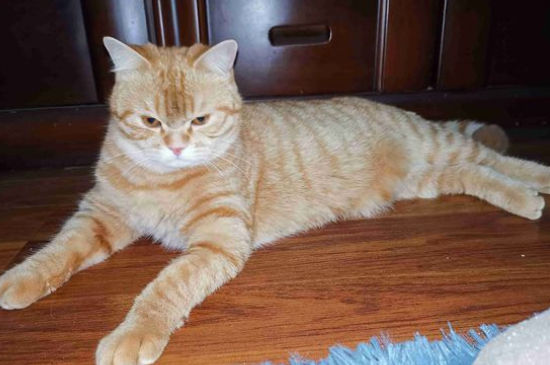 猫咪干呕吐不出来
