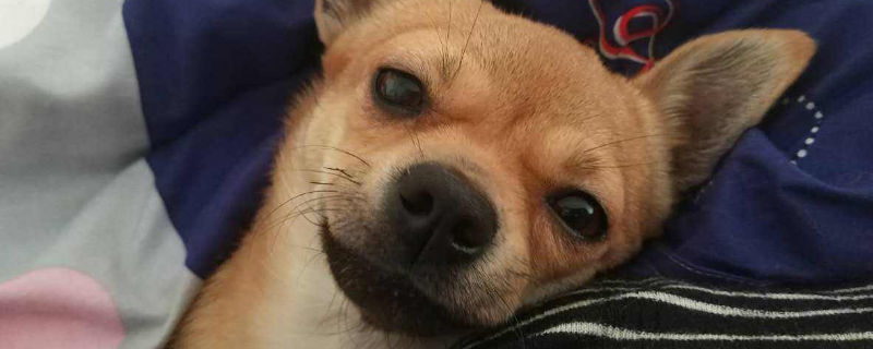 小鹿犬能吃水果吗