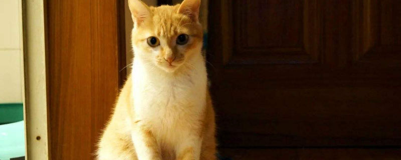 中华田园猫智商多高