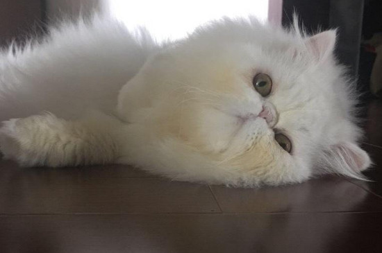 新来的小猫老叫怎么办