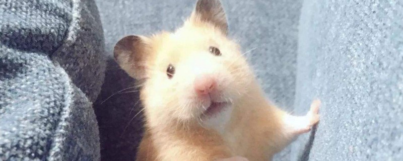 仓鼠吃绿豆吗