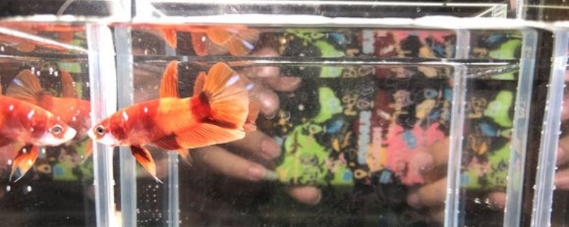 斗鱼多久不喂会饿死