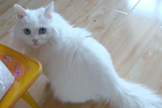 狮子猫掉毛吗