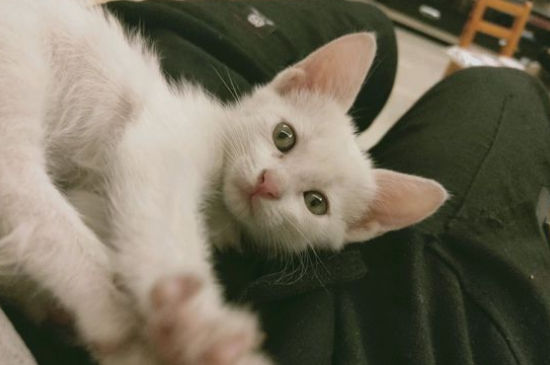 养猫怎么选品种