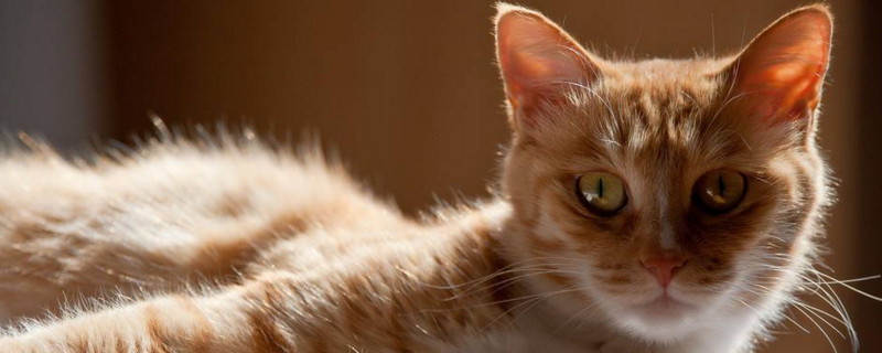 猫咪突然一直叫不停