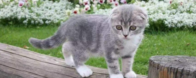猫晚上一直叫像小孩