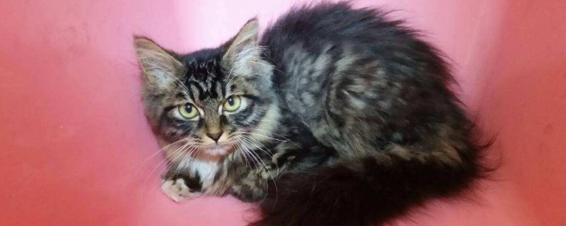 买什么鱼适合煮给猫吃