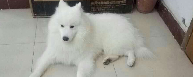 狗突然死亡有几种原因