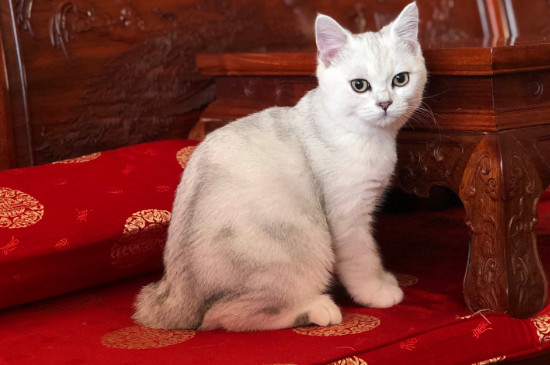 猫鼻支幼猫能扛过去吗