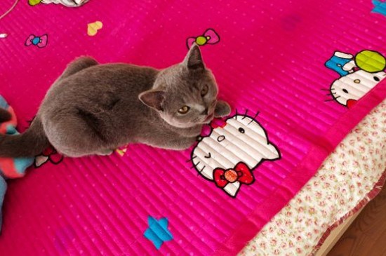 猫指甲多久剪一次