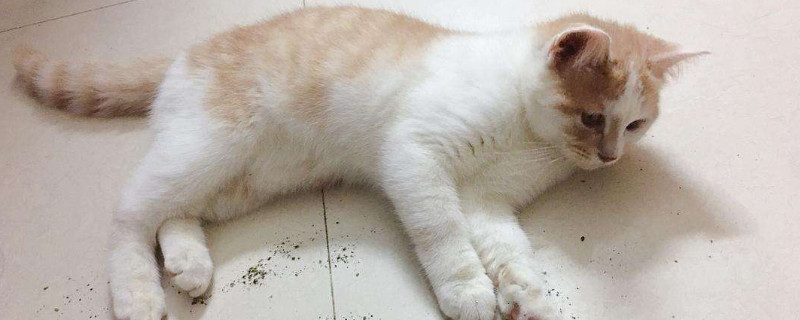 猫跟着你走是什么兆头