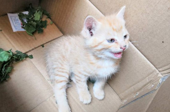 没断奶的小猫一直叫