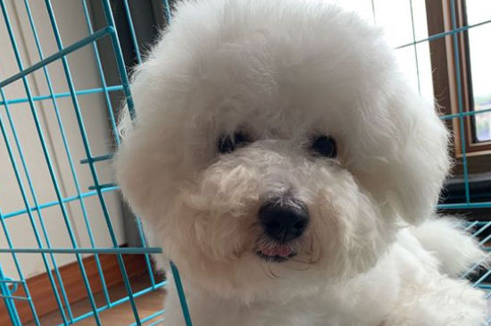 狗狗吃头孢消炎吃多少