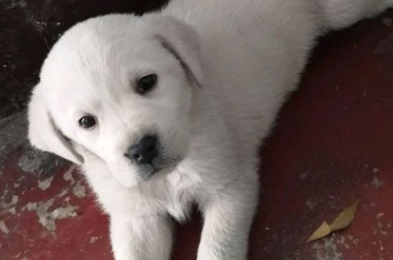 三个月的拉布拉多犬干呕，吐不出什么东西