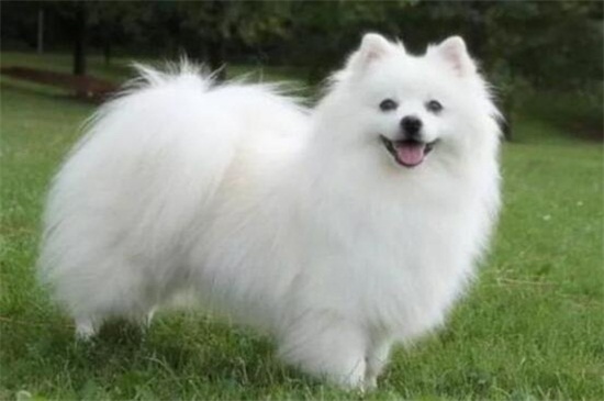 什么狗体味小