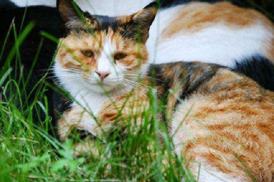 家里死了流浪猫的禁忌