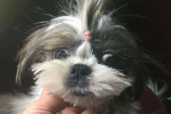 西施犬为什么这么贵
