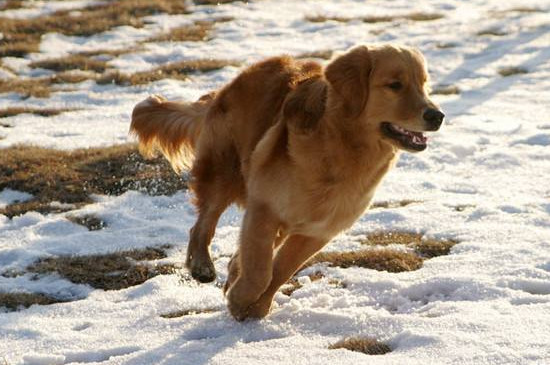 金毛幼犬训练