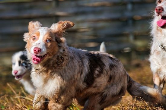 母犬产后护理