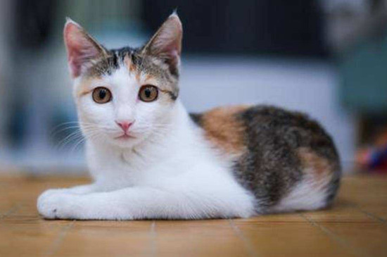 猫为什么不能埋在土里