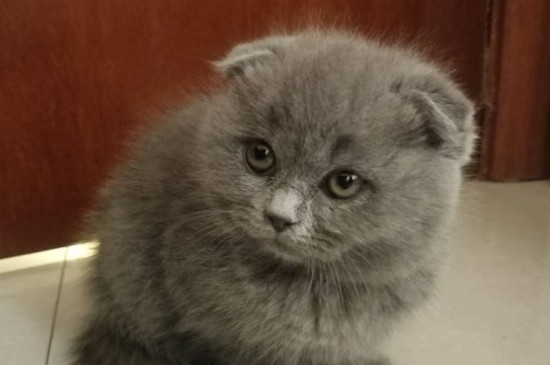 折耳猫可以补钙吗